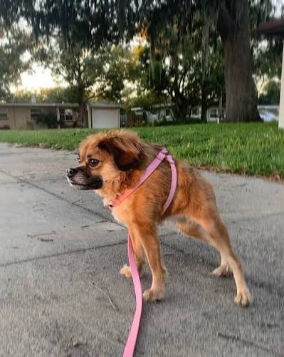 Tilly showing her distinctive short-spine posture